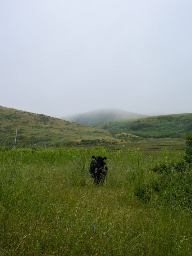 Sentinel in the Mist